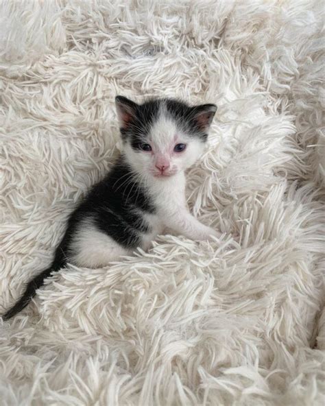 "Udderly Adorable" Cow Kitten Mooving Toward A Forever Home