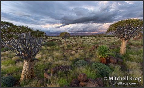 Quiver Tree Forest Namibia - Landscape Photography of Namibia