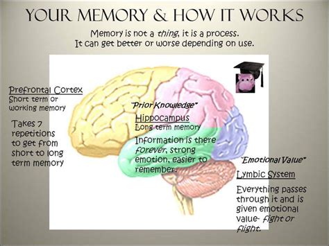 Pin on Brain Psychology