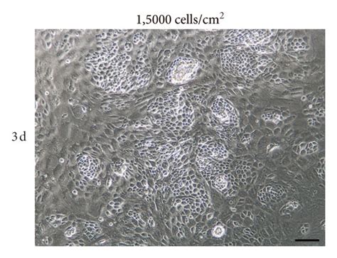 Morphology of the primary RPE cells cultured on cell culture dishes.... | Download High ...