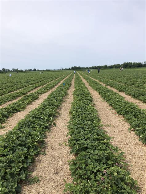 Strawberry picking season : r/pics