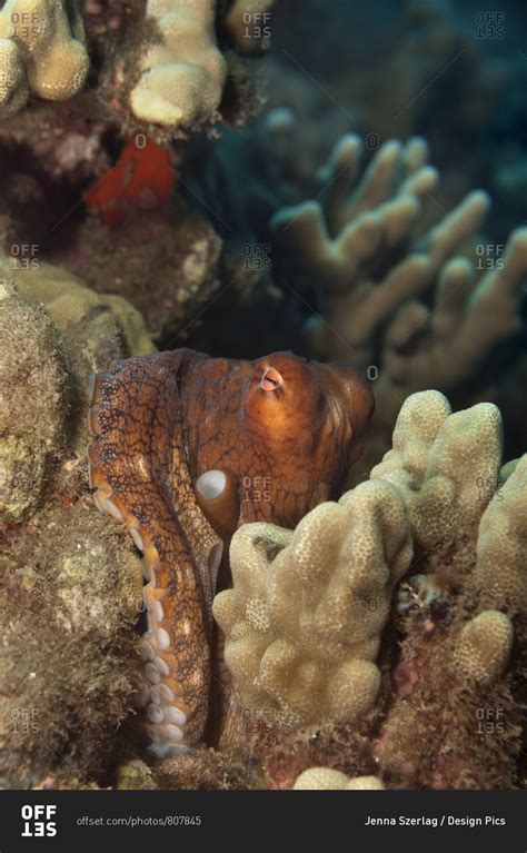 Hawaiian Day Octopus (Octopus cyanea) hiding in the reef; Maui, Hawaii, United States of America ...