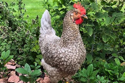 Sapphire Olive Egger: Breed Profile, Facts & Pictures