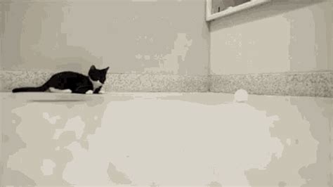 Cat Cats GIF - Cat Cats Playing - Discover & Share GIFs