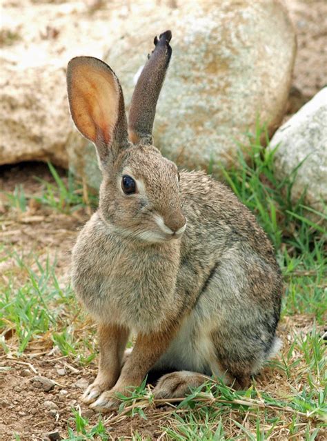 Wild Rabbit by photographyflower on deviantART | Rabbit pictures, Animals wild, Wild bunny