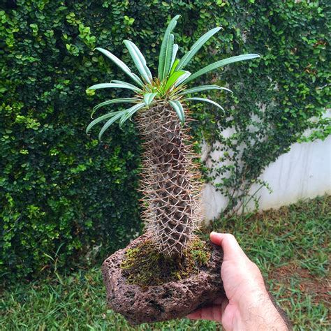 Pachypodium Palma Madagascar Bonsai | Jardineria y plantas, Jardinería ...