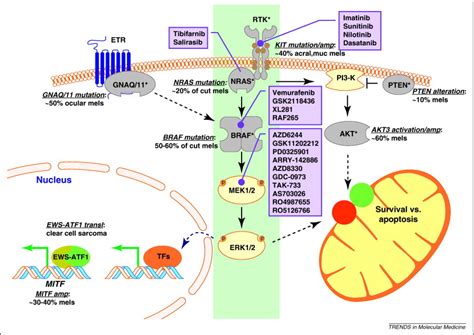 Targeting the RAS pathway in melanoma: Trends in Molecular Medicine