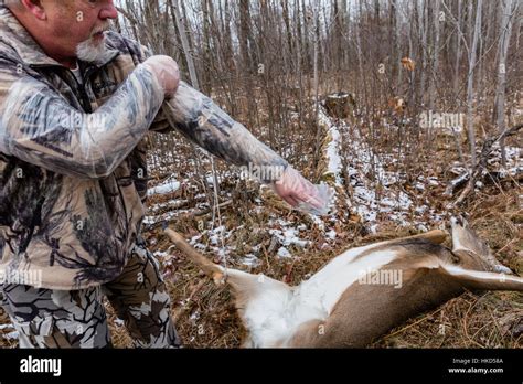 Field dressing a white-tailed buck in Wisconsin Stock Photo - Alamy