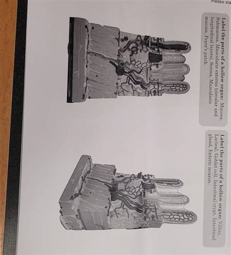 Solved Label the parts of a hollow organ: Mucosa, Label the | Chegg.com