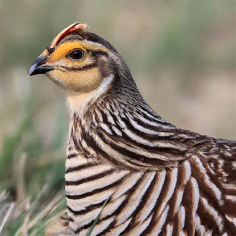 Hunting Lesser Prairie Chicken In California: A Rare Opportunity – Goenthusiast