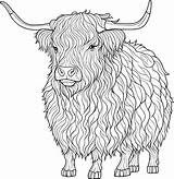 Coloring Pages Of Highland Cows sketch template