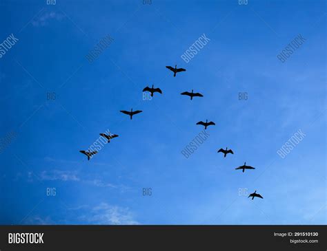 Group Birds Flying V Image & Photo (Free Trial) | Bigstock