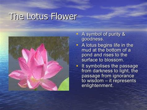 Purple Lotus Flower Meaning Buddhism | Best Flower Site