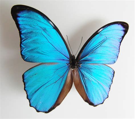 Morpho menelaus menelaus male - AUREUS butterflies & insects