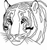 Tiger Head coloring Page  Download Print Or Color Online For Free sketch template