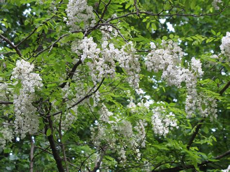 Black Locust Tree (Robinia pseudoacacia)