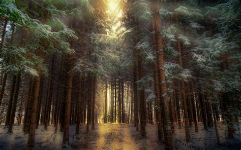 Download Winter Wallpaper Green Forest - Bio Wallpaper