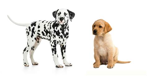 Dalmatian Lab Mix Puppy