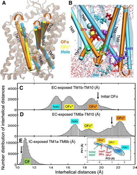 Molecular Mechanism of Dopamine Transport by Human Dopamine Transporter: Structure