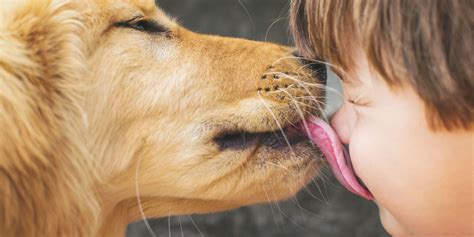 Infection Caused by Bacteria in Pet Dogs' Mouths - Capnocytophaga Canimorsus