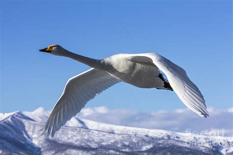 Flying Whooper Swan Photograph by Thomas Schwarz - Fine Art America