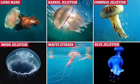 Types of Jellyfish in 2021 | Jellyfish, Types of jellyfish, Species