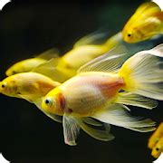 Betta Fish Live Wallpaper 1.0 Android APK Free Download – APKTurbo