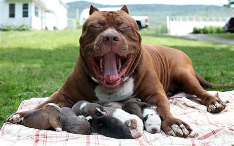 Bow-WOW! World's largest pit bull The Hulk fathers puppies, in pictures