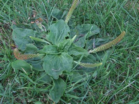 Plantain Broadleaf Weed Identification