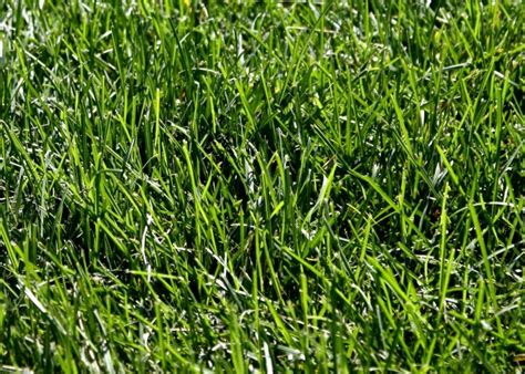 Free picture: green grass, texture