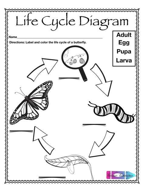 Diagram Of The Life Cycle Of A Butterfly Lebenszyklus Diagra