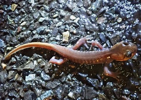 Ambystoma gracile (Northwestern Salamander) – 10,000 Things of the ...