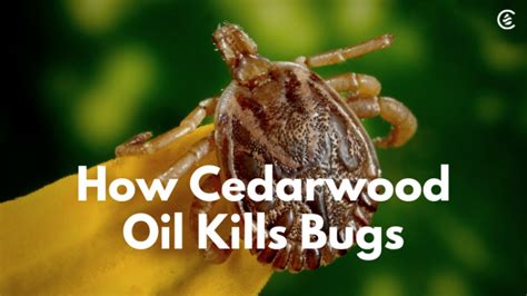 How Cedarwood Oil Kills Bugs - Cedarcide Natural pet safe insect repellent Stink Bug Repellent ...