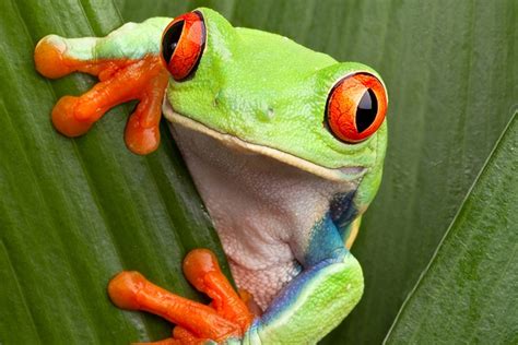 How Much Does a Tree Frog Weigh? - AMPHIPEDIA