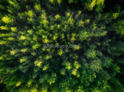 Forest Aerial View Wallpaper | Wallsauce AU