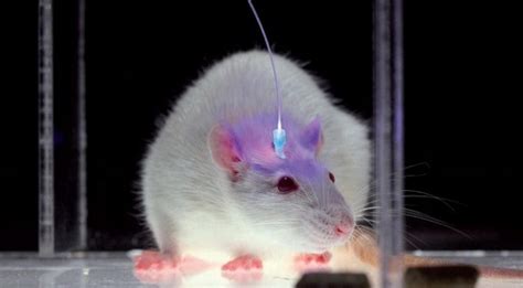 Optogenetics: Controlling the Brain with Light – On Psychology and ...