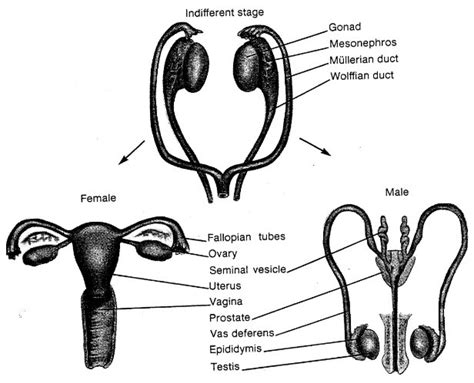 Ovary, testis, oogenesis and spermatogenesis | The A Level Biologist