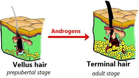 Testosterone, DHT, and Facial Hair + 14 Ways to Boost Both Naturally