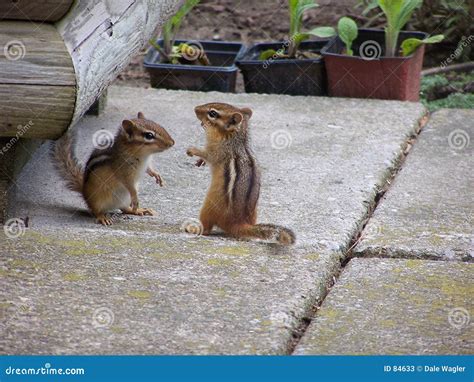 Playing Chipmunks Stock Photos - Image: 84633