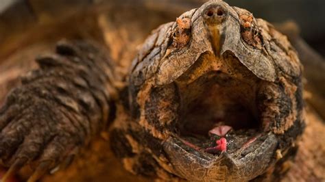 Alligator Snapping Turtles Lure Prey With Wriggling Worm-like Tongue ...