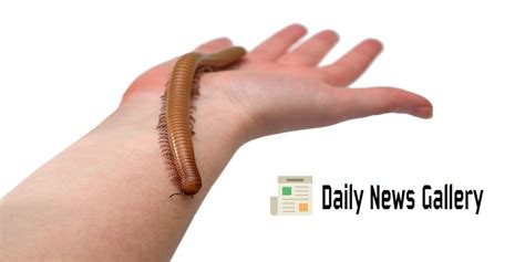 Life Cycle of a Centipede | Daily News Gallery