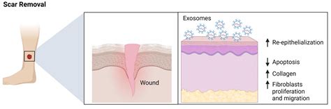 Cosmetics | Free Full-Text | Therapeutic Values of Exosomes in Cosmetics, Skin Care, Tissue ...