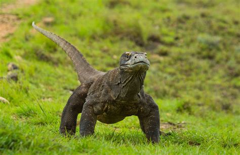 Facts About the Komodo Dragon That Kids Would Enjoy Reading - Animal Sake