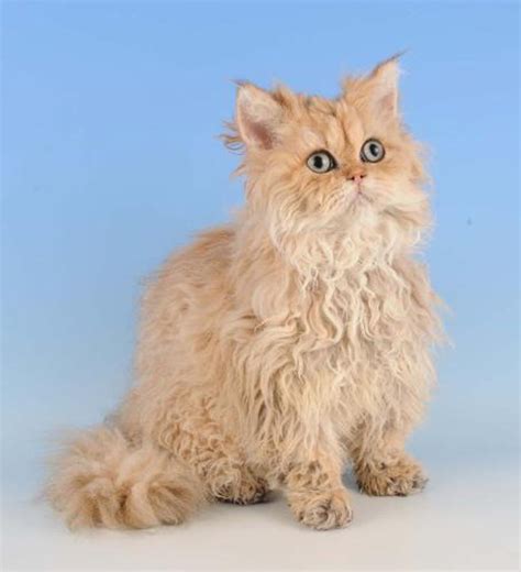 Selkirk Rex Cat Photos