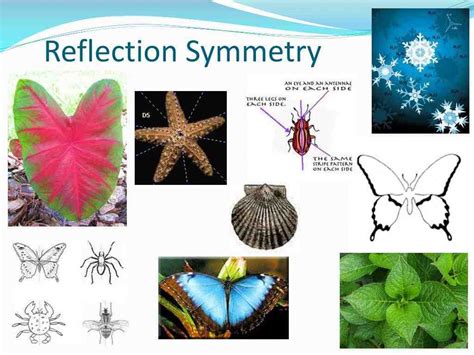 What is symmetry pattern in nature? - Lisa Andersen : Surfer Girl Mentor