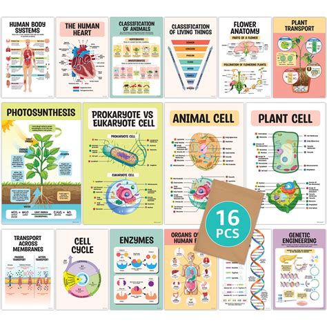 Buy 16 Biology s for High School Classroom - 11x17in Life Science s for Classroom Middle School ...