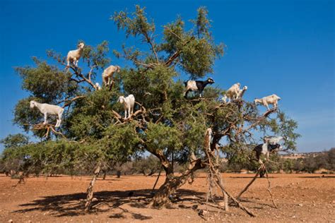 1,200+ Tree Climbing Goats Stock Photos, Pictures & Royalty-Free Images - iStock