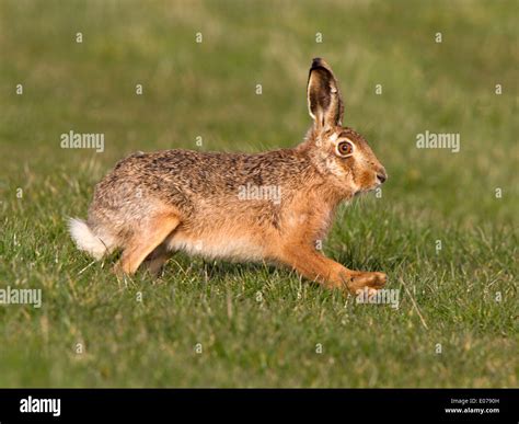 Hare Running High Resolution Stock Photography and Images - Alamy