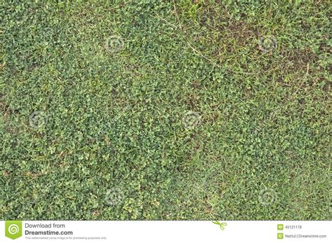 Green Grass and Dried Grass Background Stock Photo - Image of wallpaper ...