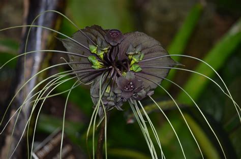 Black Bat Flower Inspiration - Lewis Ginter Botanical Garden